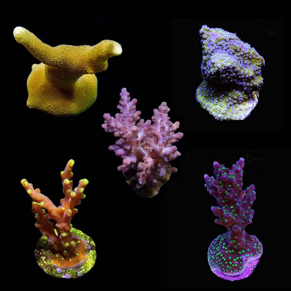 ORA® Aquacultured Assorted Micronesian Summer SPS Coral Frag 5 Pack
